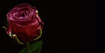 rose-1460766_1280
